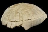 Fossil Tortoise (Stylemys) - Wyoming #143831-2